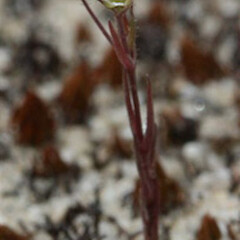 Minuartia hybrida