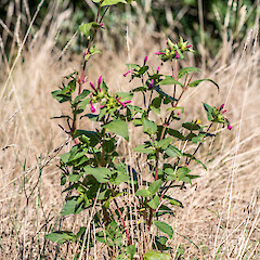 Cannon Point Walkway, Upper Hutt.<br>Photographer: Jeremy R. Rolfe, Date taken: 10/03/2013, Licence: <a target='_blank' href='https://creativecommons.org/licenses/by/4.0'>CC BY</a>. <a class='member-message' href='/nzpcn/why-join-nzpcn/' target='_blank'>Members can view a larger version of this image.</a>