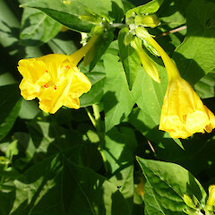 Self-established near road verge; Durie Hill, Whanganui.<br>Photographer: Colin C. Ogle, Date taken: 31/01/2013, Licence: <a target='_blank' href='https://creativecommons.org/licenses/by-nc/4.0'>CC BY-NC</a>. <a class='member-message' href='/nzpcn/why-join-nzpcn/' target='_blank'>Members can view a larger version of this image.</a>