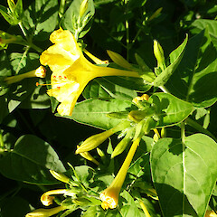 Self-established near road verge; Durie Hill, Whanganui.<br>Photographer: Colin C. Ogle, Date taken: 31/01/2013, Licence: <a target='_blank' href='https://creativecommons.org/licenses/by-nc/4.0'>CC BY-NC</a>. <a class='member-message' href='/nzpcn/why-join-nzpcn/' target='_blank'>Members can view a larger version of this image.</a>