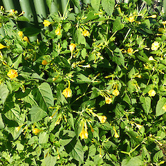 Self-established near road verge; Durie Hill, Whanganui.<br>Photographer: Colin C. Ogle, Date taken: 31/01/2013, Licence: <a target='_blank' href='https://creativecommons.org/licenses/by-nc/4.0'>CC BY-NC</a>. <a class='member-message' href='/nzpcn/why-join-nzpcn/' target='_blank'>Members can view a larger version of this image.</a>