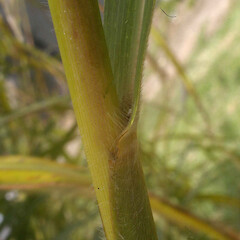 Miscanthus sinensis, cult, Coromandel.<br>Photographer: John Smith-Dodsworth, Licence: <a target='_blank' href='https://creativecommons.org/licenses/by-nc/4.0'>CC BY-NC</a>. <a class='member-message' href='/nzpcn/why-join-nzpcn/' target='_blank'>Members can view a larger version of this image.</a>