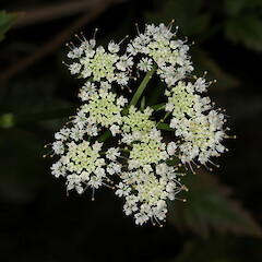 Flowers of Oenanthe sarmentosa.<br>Photographer: Trevor James, Date taken: 31/01/2013, Licence: All rights reserved. <a class='member-message' href='/nzpcn/why-join-nzpcn/' target='_blank'>Members can view a larger version of this image.</a>