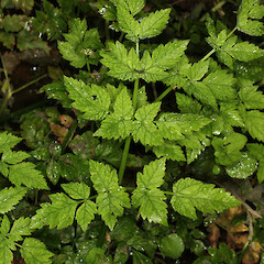 Foliage of Oenanthe sarmentosa.<br>Photographer: Trevor James, Date taken: 31/01/2013, Licence: All rights reserved. <a class='member-message' href='/nzpcn/why-join-nzpcn/' target='_blank'>Members can view a larger version of this image.</a>