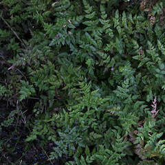 Foliage of Oenanthe sarmentosa.<br>Photographer: Trevor James, Date taken: 31/01/2013, Licence: All rights reserved. <a class='member-message' href='/nzpcn/why-join-nzpcn/' target='_blank'>Members can view a larger version of this image.</a>