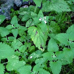 Nepeta cataria