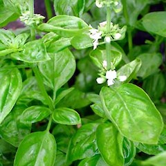Ocimum basilicum
