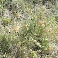 Miscanthus nepalensis