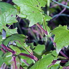 Remutaka Rail Trail.<br>Photographer: Jeremy R. Rolfe, Date taken: 03/12/2006, Licence: <a target='_blank' href='https://creativecommons.org/licenses/by/4.0'>CC BY</a>.