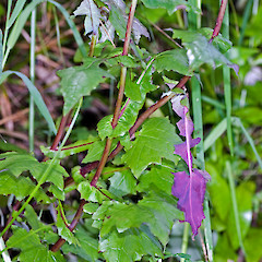 Remutaka Rail Trail.<br>Photographer: Jeremy R. Rolfe, Date taken: 03/12/2006, Licence: <a target='_blank' href='https://creativecommons.org/licenses/by/4.0'>CC BY</a>.