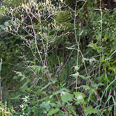 Remutaka Rail Trail.<br>Photographer: Jeremy R. Rolfe, Date taken: 03/12/2006, Licence: <a target='_blank' href='https://creativecommons.org/licenses/by/4.0'>CC BY</a>.