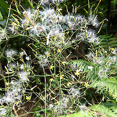 Forest edge, Bushy Park, Kaiiwi, Whanganui.<br>Photographer: Colin C. Ogle, Date taken: 15/01/2015, Licence: <a target='_blank' href='https://creativecommons.org/licenses/by-nc/4.0'>CC BY-NC</a>.