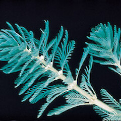 Myriophyllum aquaticum
