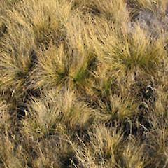 Nardus stricta.<br>Photographer: John Barkla, Licence: <a target='_blank' href='https://creativecommons.org/licenses/by/4.0'>CC BY</a>.
