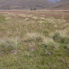 Nevis Valley, Otago.<br>Photographer: Mike Thorsen, Licence: All rights reserved. <a class='member-message' href='/nzpcn/why-join-nzpcn/' target='_blank'>Members can view a larger version of this image.</a>