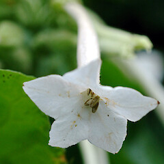Nicotiana sylvestris