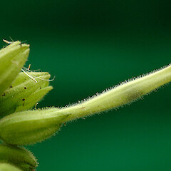 Flower bud. Aramoho. May 2011.<br>Photographer: Colin C. Ogle, Licence: <a target='_blank' href='https://creativecommons.org/licenses/by-nc/4.0'>CC BY-NC</a>. <a class='member-message' href='/nzpcn/why-join-nzpcn/' target='_blank'>Members can view a larger version of this image.</a>