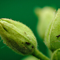 Immature fruit (left) and calyx of flower bud (right). Aramoho. May 2011.<br>Photographer: Colin C. Ogle, Licence: <a target='_blank' href='https://creativecommons.org/licenses/by-nc/4.0'>CC BY-NC</a>. <a class='member-message' href='/nzpcn/why-join-nzpcn/' target='_blank'>Members can view a larger version of this image.</a>