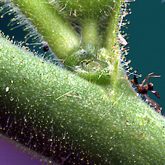 Glandular hairs on peduncle. Aramoho. May 2011.<br>Photographer: Colin C. Ogle, Licence: <a target='_blank' href='https://creativecommons.org/licenses/by-nc/4.0'>CC BY-NC</a>. <a class='member-message' href='/nzpcn/why-join-nzpcn/' target='_blank'>Members can view a larger version of this image.</a>