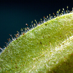 Glandular hairs on clayx. Aramoho. May 2011.<br>Photographer: Colin C. Ogle, Licence: <a target='_blank' href='https://creativecommons.org/licenses/by-nc/4.0'>CC BY-NC</a>. <a class='member-message' href='/nzpcn/why-join-nzpcn/' target='_blank'>Members can view a larger version of this image.</a>
