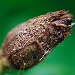 Fruit. Aramoho. May 2011.<br>Photographer: Colin C. Ogle, Licence: <a target='_blank' href='https://creativecommons.org/licenses/by-nc/4.0'>CC BY-NC</a>.