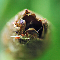 Apex of fruit. Aramoho. May 2011.<br>Photographer: Colin C. Ogle, Licence: <a target='_blank' href='https://creativecommons.org/licenses/by-nc/4.0'>CC BY-NC</a>. <a class='member-message' href='/nzpcn/why-join-nzpcn/' target='_blank'>Members can view a larger version of this image.</a>