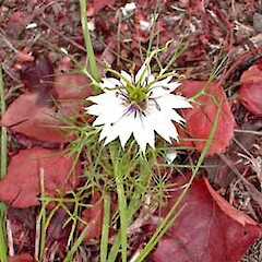 Nigella damascena