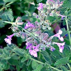 Nepeta mussinii