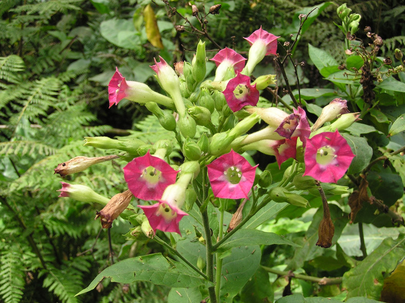 Nicotiana tabacum • New Zealand Plant Conservation Network