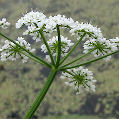 Flowers of Oenanthe aquatica.<br>Photographer: Trevor James, Date taken: 20/08/2004, Licence: All rights reserved. <a class='member-message' href='/nzpcn/why-join-nzpcn/' target='_blank'>Members can view a larger version of this image.</a>
