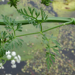 Leaves of Oenanthe aquatica.<br>Photographer: Trevor James, Date taken: 20/08/2004, Licence: All rights reserved. <a class='member-message' href='/nzpcn/why-join-nzpcn/' target='_blank'>Members can view a larger version of this image.</a>