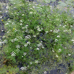 Oenanthe aquatica plants.<br>Photographer: Trevor James, Date taken: 24/07/2004, Licence: All rights reserved. <a class='member-message' href='/nzpcn/why-join-nzpcn/' target='_blank'>Members can view a larger version of this image.</a>