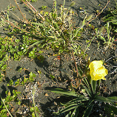 Te Wherowhero Lagoon.<br>Photographer: John Sawyer, Date taken: 30/11/2010, Licence: <a target='_blank' href='https://creativecommons.org/licenses/by-nc/4.0'>CC BY-NC</a>. <a class='member-message' href='/nzpcn/why-join-nzpcn/' target='_blank'>Members can view a larger version of this image.</a>