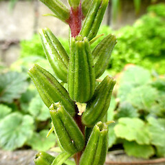 Unripe capsules; on old building site, Victoria Ave, Whanganui.<br>Photographer: Colin C. Ogle, Date taken: 12/02/2019, Licence: <a target='_blank' href='https://creativecommons.org/licenses/by-nc/4.0'>CC BY-NC</a>. <a class='member-message' href='/nzpcn/why-join-nzpcn/' target='_blank'>Members can view a larger version of this image.</a>