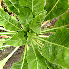 Rosette of young leaves; on old building site, Victoria Ave, Whanganui.<br>Photographer: Colin C. Ogle, Date taken: 12/02/2019, Licence: <a target='_blank' href='https://creativecommons.org/licenses/by-nc/4.0'>CC BY-NC</a>. <a class='member-message' href='/nzpcn/why-join-nzpcn/' target='_blank'>Members can view a larger version of this image.</a>