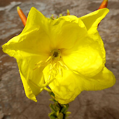 Flower at 10 am; on old building site, Victoria Ave, Whanganui.<br>Photographer: Colin C. Ogle, Date taken: 12/02/2019, Licence: <a target='_blank' href='https://creativecommons.org/licenses/by-nc/4.0'>CC BY-NC</a>. <a class='member-message' href='/nzpcn/why-join-nzpcn/' target='_blank'>Members can view a larger version of this image.</a>
