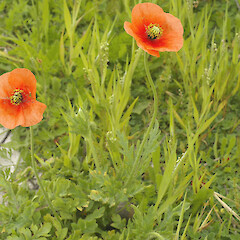 Papaver dubium.<br>Photographer: John Smith-Dodsworth, Licence: <a target='_blank' href='https://creativecommons.org/licenses/by-nc/4.0'>CC BY-NC</a>. <a class='member-message' href='/nzpcn/why-join-nzpcn/' target='_blank'>Members can view a larger version of this image.</a>
