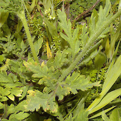 Papaver dubium.<br>Photographer: John Smith-Dodsworth, Licence: <a target='_blank' href='https://creativecommons.org/licenses/by-nc/4.0'>CC BY-NC</a>. <a class='member-message' href='/nzpcn/why-join-nzpcn/' target='_blank'>Members can view a larger version of this image.</a>