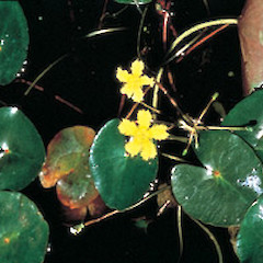 Nymphoides geminata.<br>Photographer: Auckland Regional Council, Licence: Public domain.