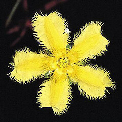Nymphoides montana