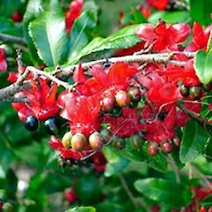 Ochna serrulata