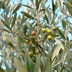 Olea europaea subsp. europaea