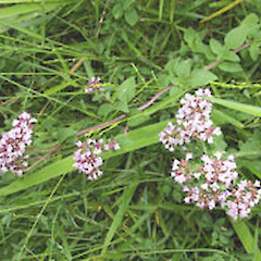 Origanum vulgare