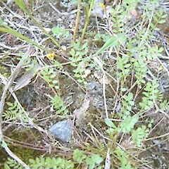 Ornithopus pinnatus