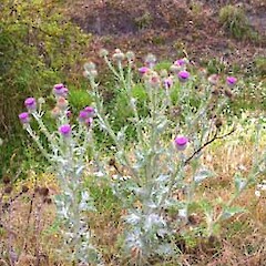 Onopordum acanthium