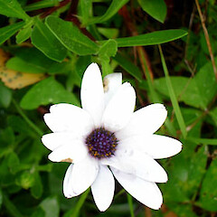 Dimorphotheca fruticosa