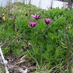 Osteospermum jucundum.<br>Photographer: Bec Stanley, Licence: <a target='_blank' href='https://creativecommons.org/licenses/by-sa/4.0'>CC BY-SA</a>.