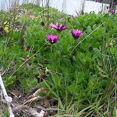 Dimorphotheca jucunda