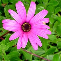 Osteospermum jucundum.<br>Photographer: Peter J de Lange, Licence: <a target='_blank' href='https://creativecommons.org/licenses/by-nc/4.0'>CC BY-NC</a>.