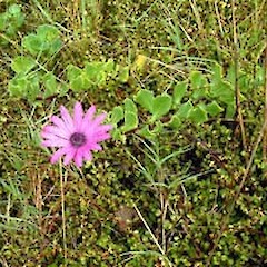 Osteospermum jucundum.<br>Photographer: John Smith-Dodsworth, Licence: <a target='_blank' href='https://creativecommons.org/licenses/by-nc/4.0'>CC BY-NC</a>.